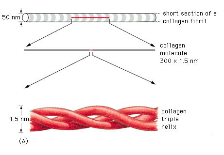 collagen triple helix