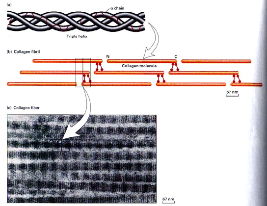 striations of collagen fibres