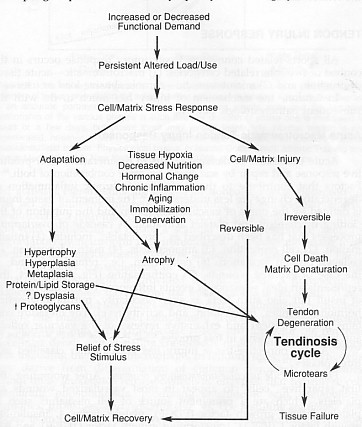 The flow diagram illustrates how tendinosis results from a failed cell matrix adaptation to excessive changes in load use. (Leadbetter 1992)
