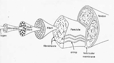 the structure of either the tendon or ligament